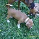 Cachorros boxer